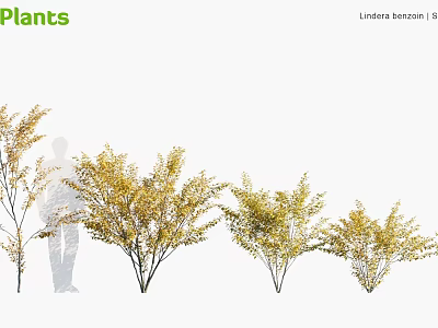 Lindera benzoin Shrubs With Golden Foliage And Various Sizes For Landscape Design 3d model