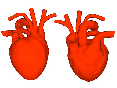 The Modern Heart 3d model