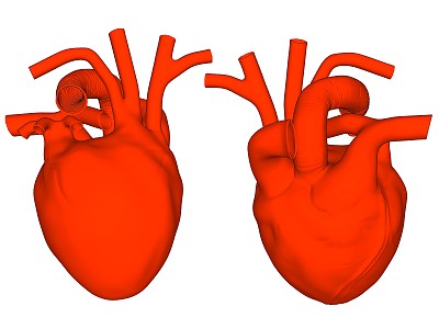 The Modern Heart model