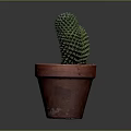 Green Spiky Cactus Plant in Red Terracotta Pot with Two Branches on Dark Background