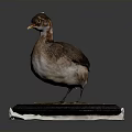 Small Brown Water Bird Model Standing On Orange Black Base With White Cloth