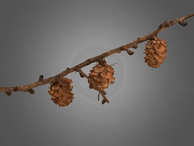 Natural Dry Branch With Three Brown Pine Cones On Gray Background 3d model