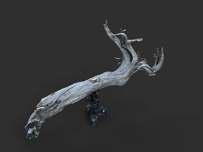 Artistic Natural Dry Branch Display On Tripod Against Dark Background 3d model