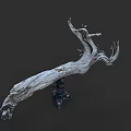 Artistic Natural Dry Branch Display On Tripod Against Dark Background