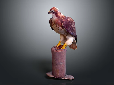 Rufous and White Hawk Perched on Wooden Stump with Yellow Talons Against Gray Background 3d model