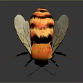 Detailed Realistic Bee with Orange Black Body and Transparent Textured Wings on Dark Background