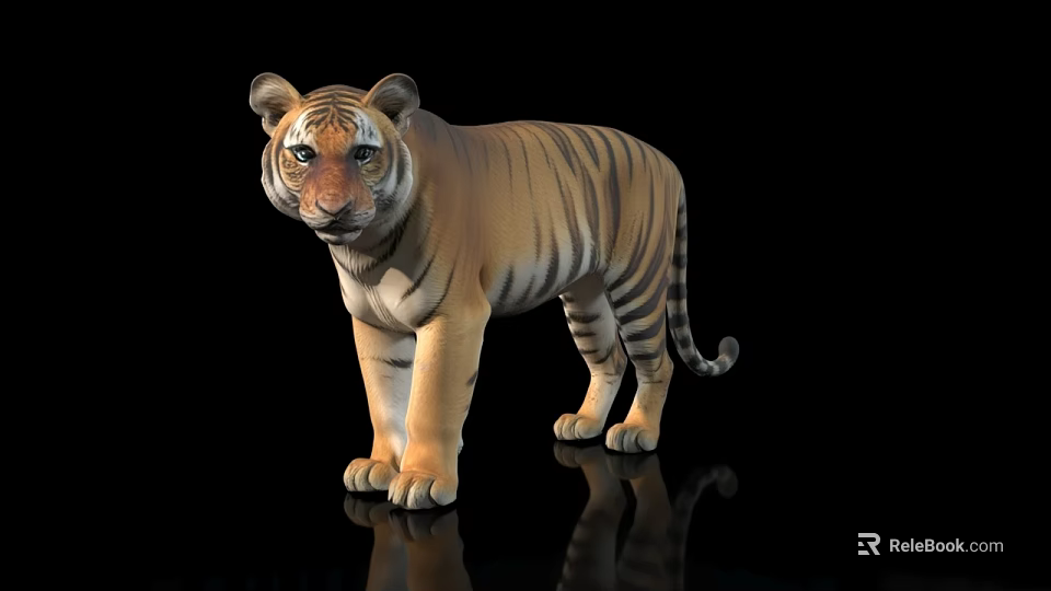 Detailed Realistic Full Body Striped Tiger Standing On Black Background With Reflection 3d model 