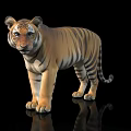 Detailed Realistic Full Body Striped Tiger Standing On Black Background With Reflection