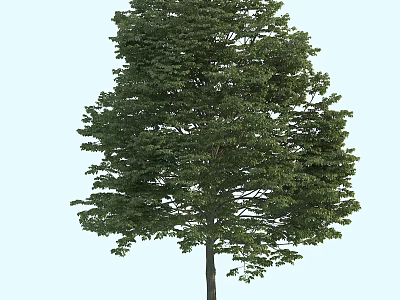Lush Green Arbor With Dense Foliage And Upright Trunk In Natural Scene 3d model