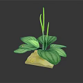 Green Plant with Large White Striped Leaves on Square Light Brown Base Against Dark Background