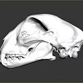 Detailed Shiny Metallic Skull Structure With Glossy Surface Texture And Reflection Details