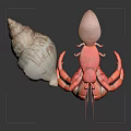 Pink And White Hermit Crab Carrying Shell As Aquatic Animal Display Piece