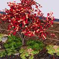 Vibrant Red Maple Tree With Colorful Leaves Woven Bamboo Fence Stone Lantern Green Ferns
