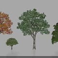 Diverse Arbor Trees With Autumn Orange Red Leaves And Lush Green Foliage In Landscape