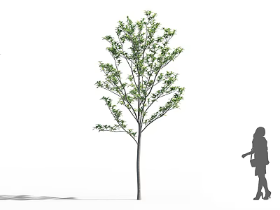 Tall Arbor With Lush Green Leaves And Silhouette Of A Person Standing Nearby 3d model