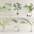 Various Green Plants in Transparent Vases Featuring Ferns Bamboo Like Leaves and Small Buds