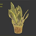 Sansevieria Snake Plant With Green And Yellow Striped Leaves In Red Pot