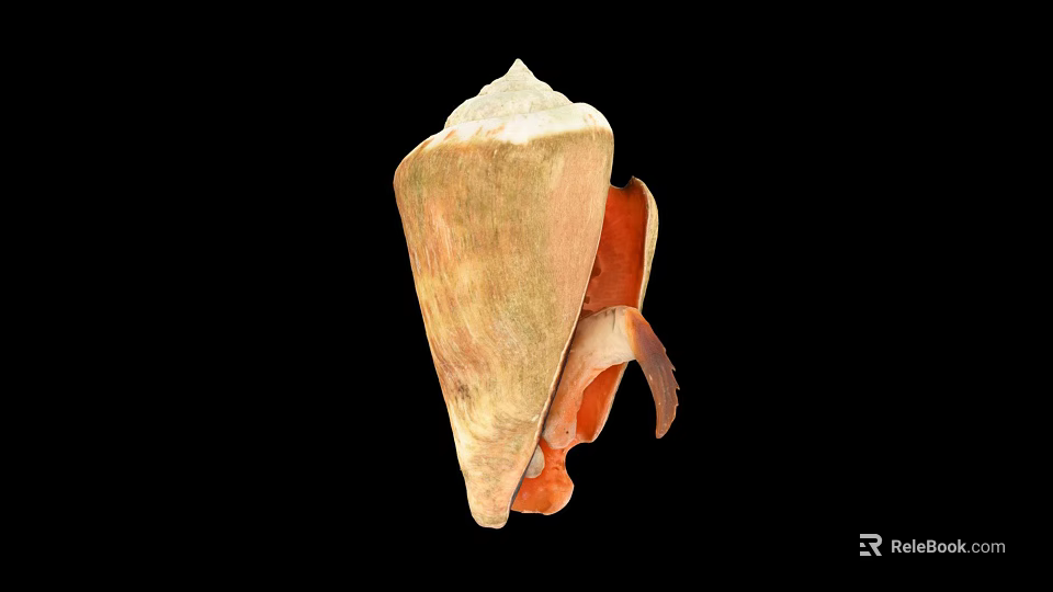 Conch Shaped Decorative Ornament Set With Beige And Orange In Black Background 3d model 