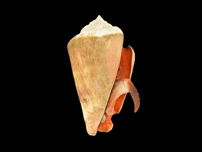 Conch Shaped Decorative Ornament Set With Beige And Orange In Black Background 3d model