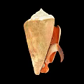 Conch Shaped Decorative Ornament Set With Beige And Orange In Black Background