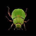 Close Up View Of Green Beetle With Shiny Exoskeleton On Black Background