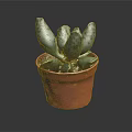 Spotted Fleshy Succulent Plant In Red Terracotta Pot On Dark Background