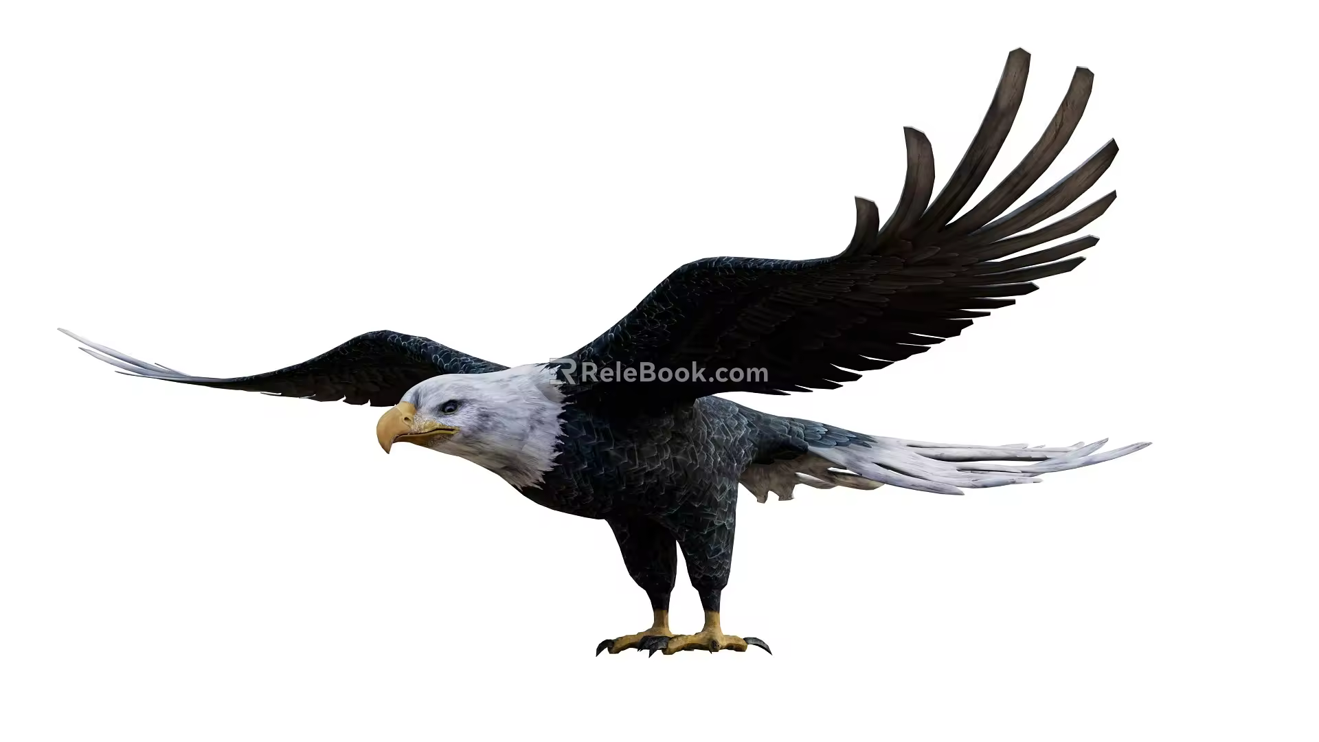 Eagle 3d model