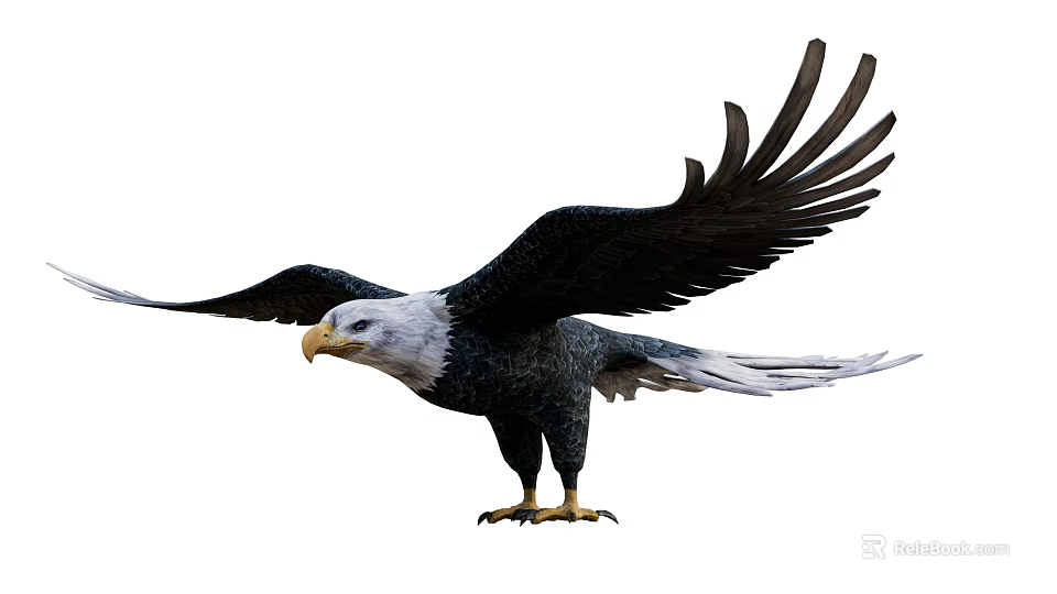 Majestic Bald Eagle with Spread Wings in Standing Pose Showing White Head and Black Feathers 3d model 