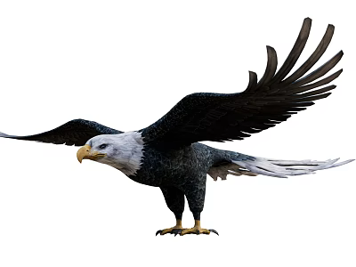 Majestic Bald Eagle with Spread Wings in Standing Pose Showing White Head and Black Feathers 3d model