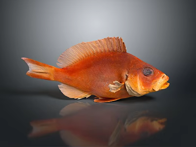 Orange Fish Displaying Organs And Hair like Scales With Fins Eyes And Reflection In Studio 3d model