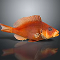 Orange Fish Displaying Organs And Hair like Scales With Fins Eyes And Reflection In Studio
