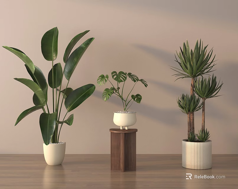 Decorative Indoor Potted Plants With Various Leaf Types In White Pots And Wooden Stand 3d model 