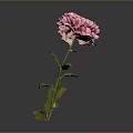 Pink Carnation Flower With Ruffled Petals And Green Stem Leaves