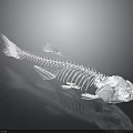 Detailed Fish Skeleton Structure With Complete Bone Remains On Dark Reflective Surface 3d model
