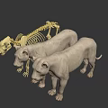 Realistic 3D Lion Skeleton And Two Standing Lion Models 3d model