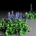 Lush Green Ground Cover With Vibrant Blue Flowers In Garden Landscape