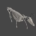 Deer Skeleton Display Showing Detailed Bone Structure And Natural Stance 3d model