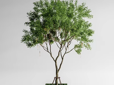 Lush Green Tree With Dense Foliage Spreading Branches And Slender Trunk 3d model