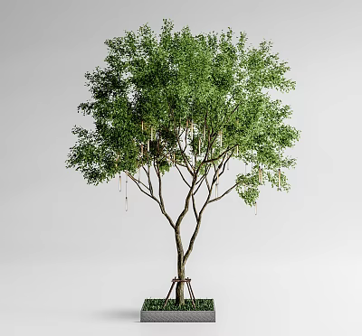 Lush Green Tree With Dense Foliage Spreading Branches And Slender Trunk 3d model