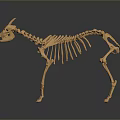 Animal Skeleton 3D Model With Anatomical Structure Orange Color And Dark Background 3d model
