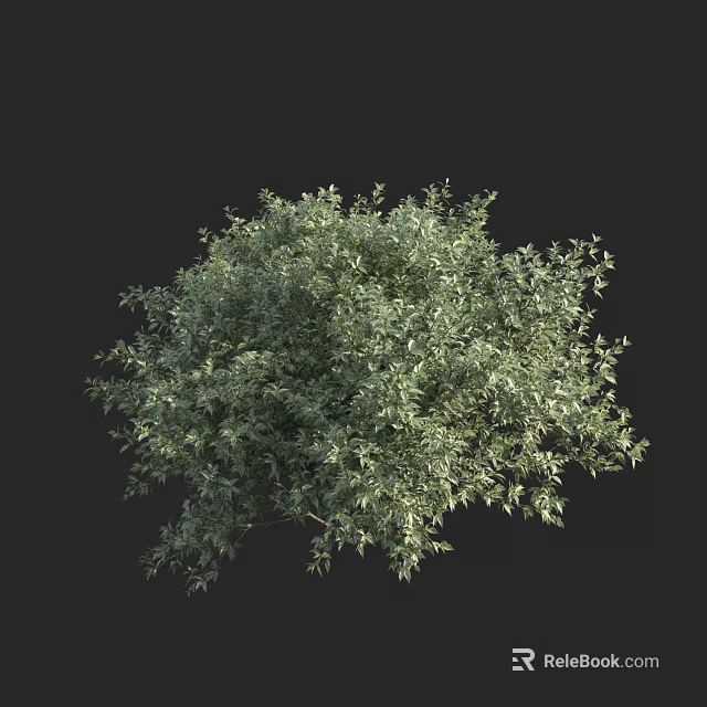 Lush Green Tree With Dense Foliage And Rounded Canopy Isolated On Black 3d model