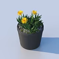 Vibrant Potted Plant With Yellow Flowers Green Leaves And White Pebbles In Black Pot