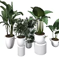 Bonsai Potted Plants In White Pots Various Sizes Large Leaf Green Foliage On Cylindrical Stands