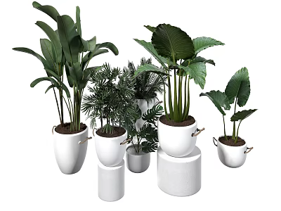Bonsai Potted Plants In White Pots Various Sizes Large Leaf Green Foliage On Cylindrical Stands 3d model