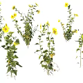 Fresh Yellow Flowering Plants With Green Stems Growing On White Background