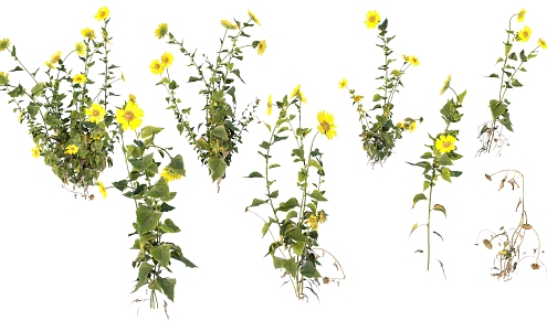 Outdoor Plant Wildflower Combination 3d model