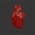 Heart Heart Human Heart Heart Anatomical Organs Human Organs Human Body 3d model