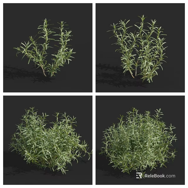 Fresh Green Herb Plants With Various Growth Forms And Lush Foliage 3d model 