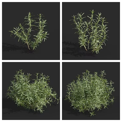 Fresh Green Herb Plants With Various Growth Forms And Lush Foliage 3d model