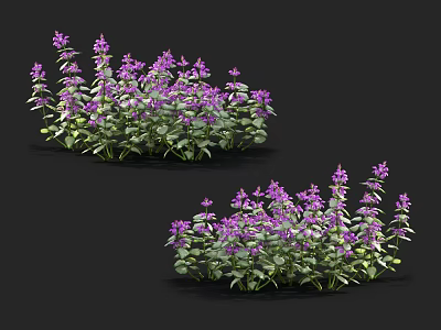Two Clusters of Purple Flowers With Green Leaves in Natural Growth 3d model